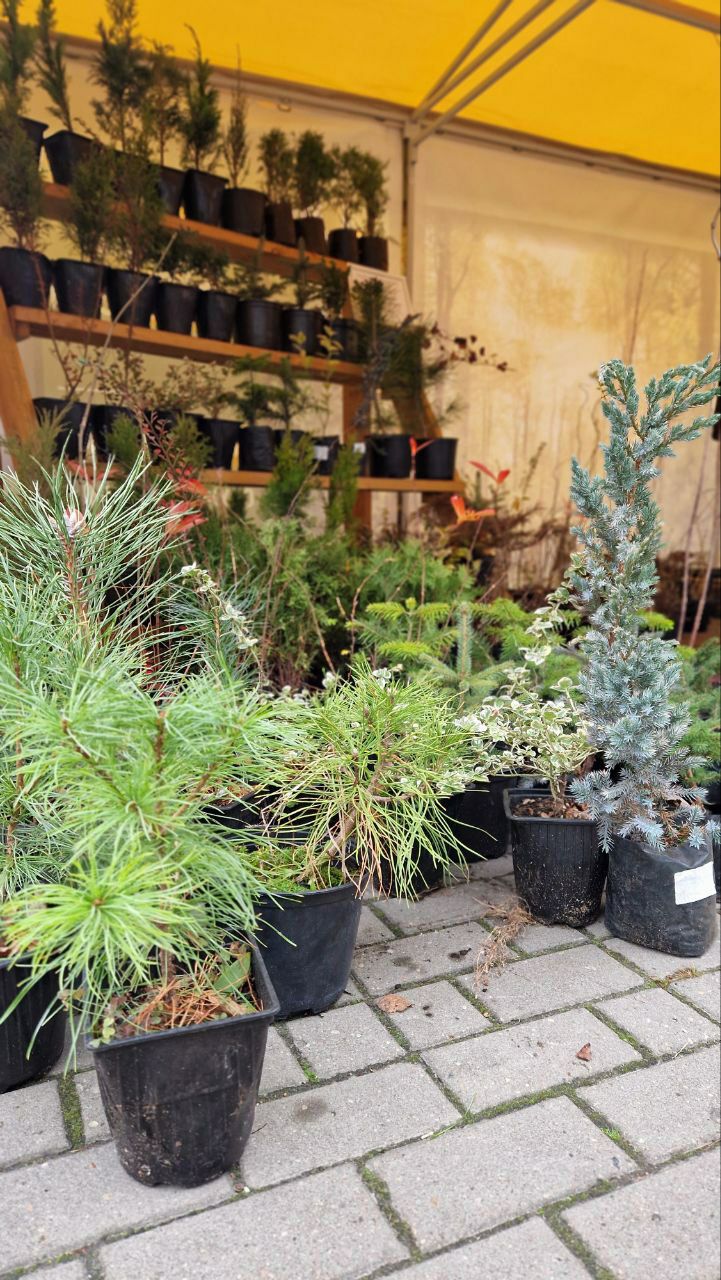 photo 2025 11 18 09 29 19