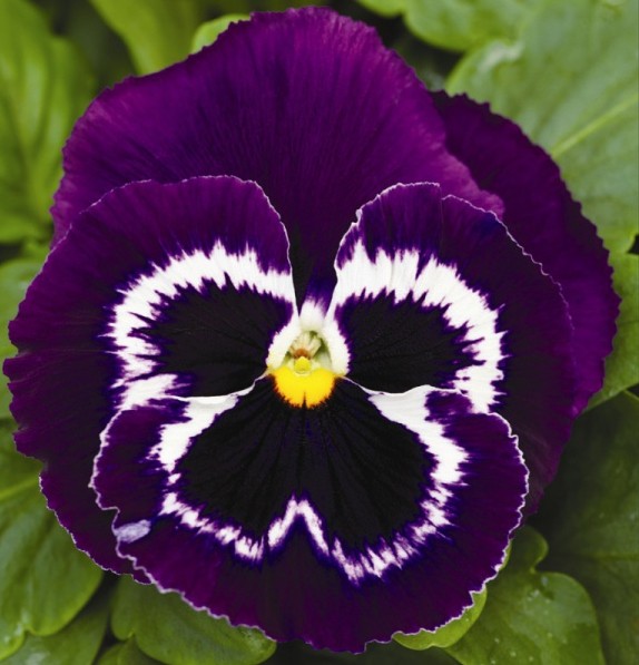 Виола Mammoth F1 Viva La Violet