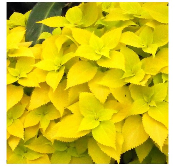 Колеус Wizard Golden