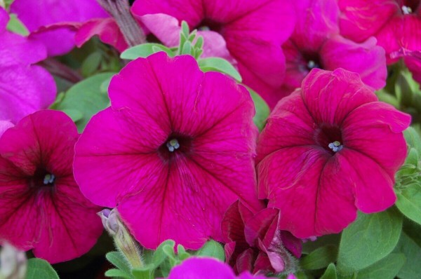 Петунья Limbo F1 Burgundy