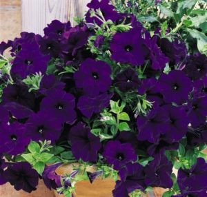 Петунья ампельная Easy Wave F1 Blue